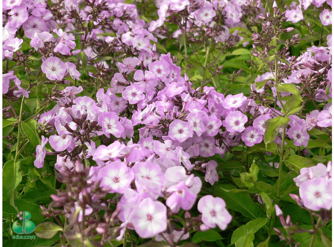 Phlox paniculata   'Pink Lady'